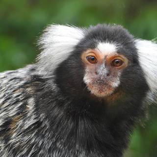 Marmoset wallpaper