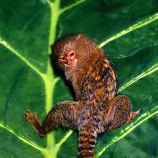 Marmoset wallpaper