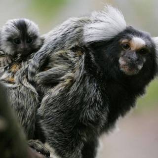 Marmoset wallpaper