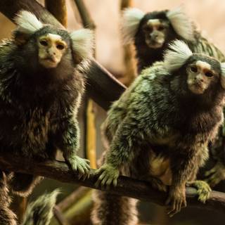 Marmoset wallpaper
