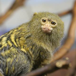 Marmoset wallpaper
