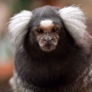 Marmoset wallpaper