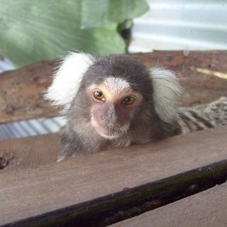 Marmoset wallpaper