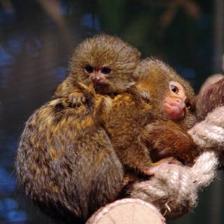 Marmoset wallpaper