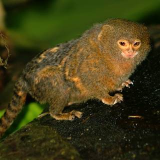 Marmoset wallpaper