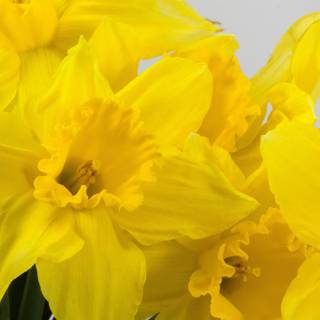 Yellow spring 3440x1440 wallpaper