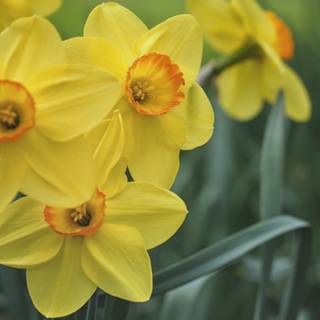 Yellow spring 3440x1440 wallpaper