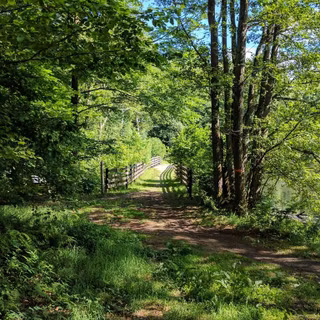 Woods summer wallpaper