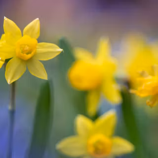 Yellow spring 3440x1440 wallpaper