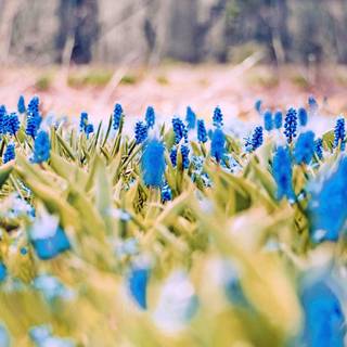 4k spring PC wallpaper