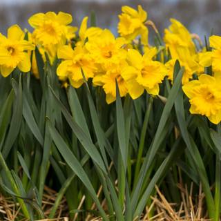 Yellow spring 3440x1440 wallpaper