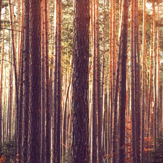 Woods summer wallpaper