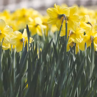 Yellow spring 3440x1440 wallpaper