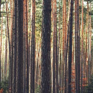 Woods summer wallpaper