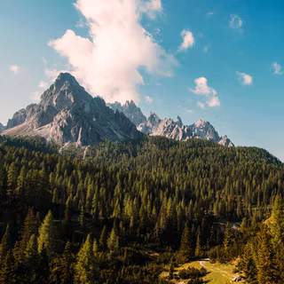 Woods summer wallpaper