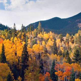 Foggy autumn forest iPad wallpaper