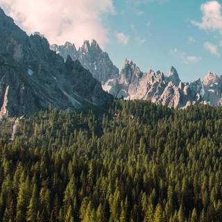 Woods summer wallpaper