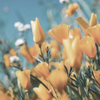 Yellow spring 3440x1440 wallpaper