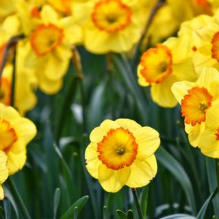 Yellow spring 3440x1440 wallpaper