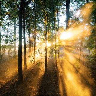 Woods summer wallpaper