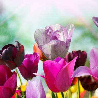 4k spring PC wallpaper