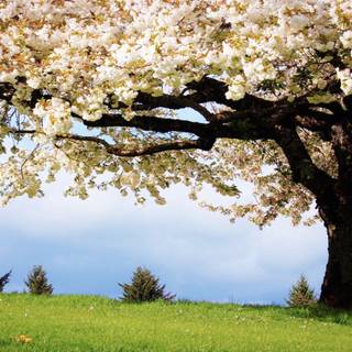 4k spring PC wallpaper