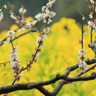 Yellow spring 3440x1440 wallpaper