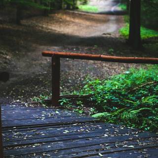 iPhone forest summer wallpaper