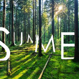 Woods summer wallpaper