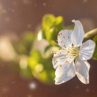 Yellow spring 3440x1440 wallpaper