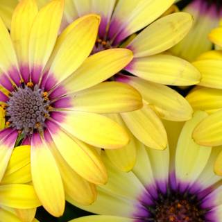 Yellow spring 3440x1440 wallpaper