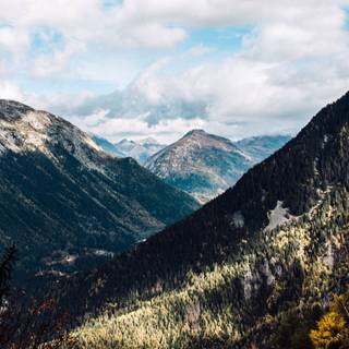 Woods summer wallpaper