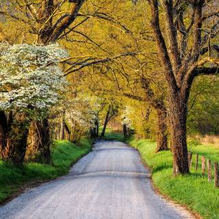 Street spring wallpaper
