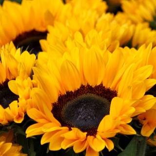 Yellow spring 3440x1440 wallpaper