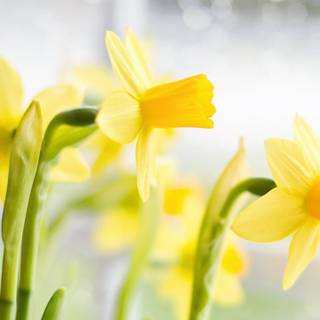 Yellow spring 3440x1440 wallpaper