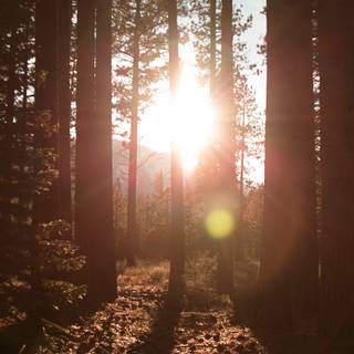 Woods summer wallpaper