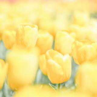 Yellow minimal 4k wallpaper