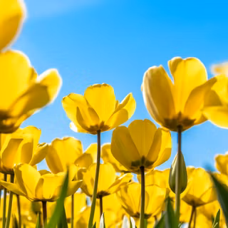 Yellow spring 3440x1440 wallpaper