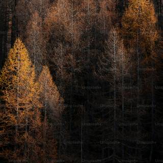 Scene iPhone 4k wallpaper