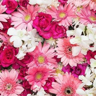 iPhone pink flower wallpaper