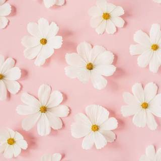 iPhone pink flower wallpaper