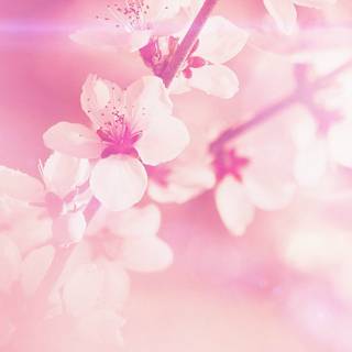 iPhone pink flower wallpaper