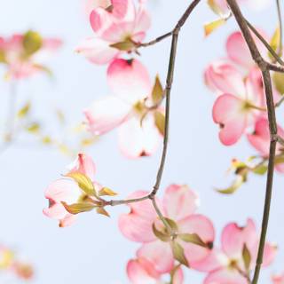 iPhone pink flower wallpaper