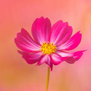 iPhone pink flower wallpaper