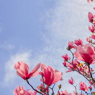 iPhone pink flower wallpaper