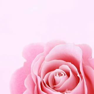 iPhone pink flower wallpaper