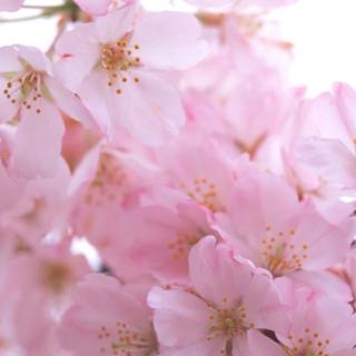 iPhone pink flower wallpaper