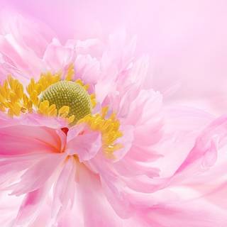 iPhone pink flower wallpaper