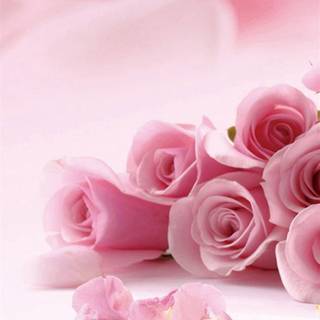 iPhone pink flower wallpaper