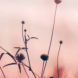 iPhone pink flower wallpaper